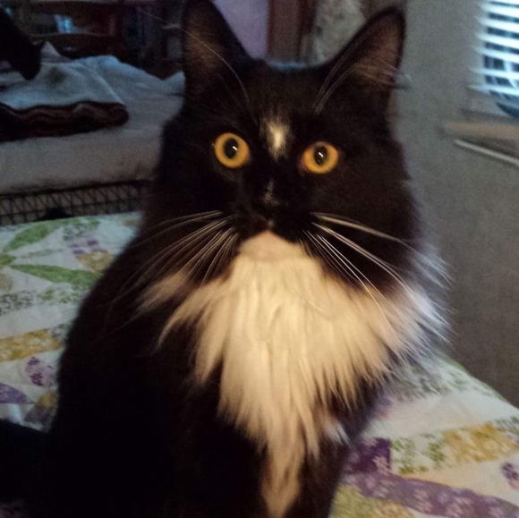 Meet your Posher, Carol - Picture 4 of 16